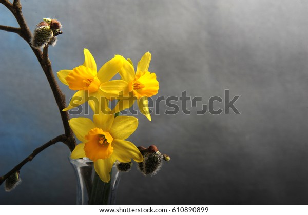 Closeup Daffodils Catkins Glass Vase Top Stock Photo Edit Now