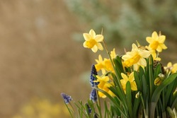 Closeup Of Daffodils And Grape Hyacinth Flowers Against A Soft Blurred Background. Copy Space