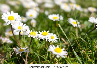 Close-up of daisies (bellis perennis) in a grassy field. Also known as Common daisy, Lawn daisy, or English daisy. Intentionally blurred background and foreground.