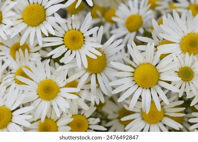 Close-up of Daisies in Full Bloom - Powered by Shutterstock