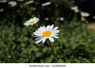 Close-up Daisy In The Defocused Garden