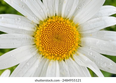Close-up of a daisy with dewdrops. - Powered by Shutterstock