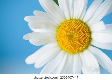 close-up, a daisy with a yellow center in a blur filter on a light background - Powered by Shutterstock