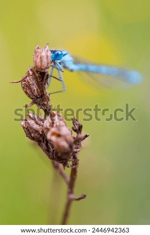 Close-up of a damselfly eating an insect. Blue damselfly against blurred backgound. Vertical head portrait of a damselfly.