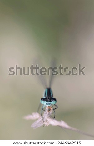 Close-up of a damselfly eating an insect. Blue damselfly against blurred backgound, large copy space at top. Vertical head portrait of a damselfly.