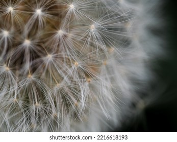 Close-up of a dandelion flower with black background - Powered by Shutterstock