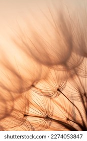 closeup of dandelion flower at sunset. abstract macro background. 