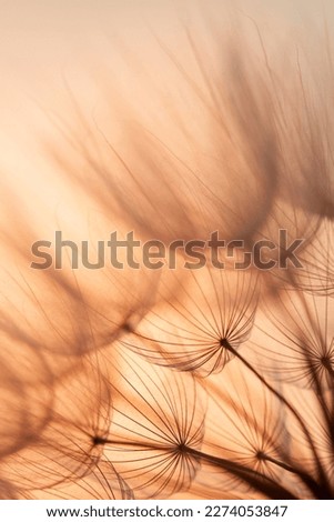 closeup of dandelion flower at sunset. abstract macro background. 