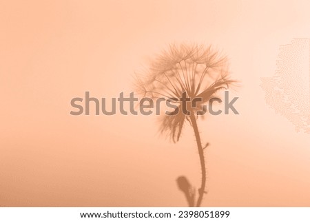 Closeup dandelion head with fluffs against sunset sky. Color of the year 2024 - Peach Fuzz.