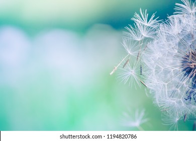 Closeup of dandelion on natural background. Bright, delicate nature details. Inspirational nature concept, soft blue and green blurred bokeh backgorund - Shutterstock ID 1194820786
