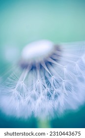 Closeup of dandelion on natural background. Bright, delicate nature details. Inspirational nature concept, soft blue green blurred bokeh macro background. Spring summer lush foliage. Peaceful colors - Shutterstock ID 2310443675