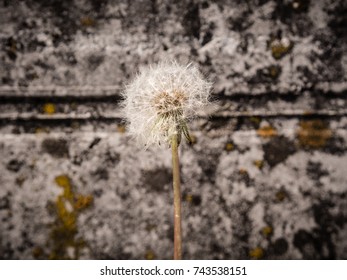 和風庭園图片 库存照片和矢量图 Shutterstock