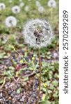 A close-up of a dandelion seed head with intricate, delicate seeds, set against a blurred background of other dandelions and greenery, highlighting nature