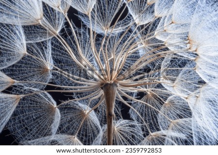 Close-up of dandelion seeds on black background.