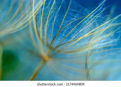 close-up of dandelion seeds on blurred background, airy and fluffy wallpaper, fluff fragments, dandelion fluff wallpaper, macro, abstraction - Shutterstock ID 2174969809