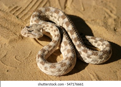 Close-up of dangerous horned viper in the sahara - Powered by Shutterstock