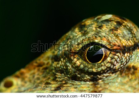 Similar – Image, Stock Photo Mediodactylus kotschyi portrait
