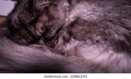 A Close-up Of A Dark Grey Angora Cat Sleeps Isolated. Selective Focus.