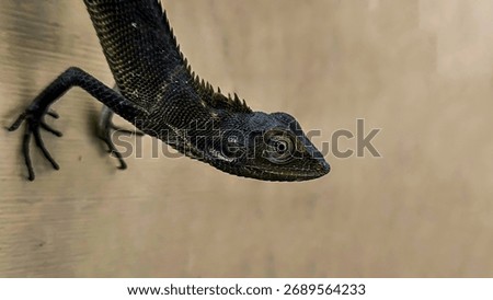 Close-up of a dark lizard clinging to a light brown surface.
