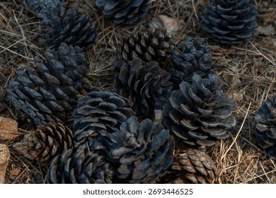 Close-up of dark pine cones lying on dry forest ground. Natural texture and earthy tones create a calm autumn atmosphere in the woodland setting.