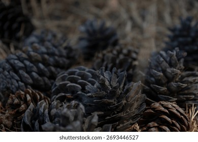 Close-up of dark pine cones lying on dry forest ground. Natural texture and earthy tones create a calm autumn atmosphere in the woodland setting.