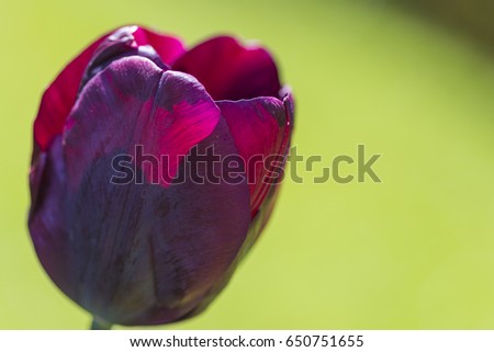 Closeup of Dark Red Selective Tulips Ronaldo in National Dutch Park Keukenhof in Holland.Horizontal Image