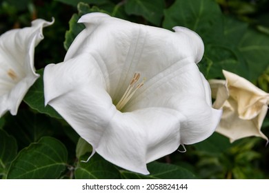 A closeup of Datura  Beautiful white flower 