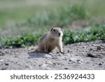 A closeup of a Daurian ground squirrel sitting on ground against green plants and grass