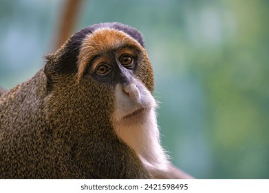 Close-up of De Brazza's Monkey in natural habitat. De Brazza's monkey is an Old World monkey endemic to the riverine and swamp forests of central Africa. - Powered by Shutterstock