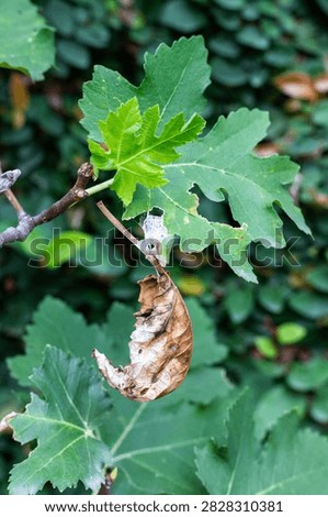 Close-Up of a Dead Brown Fig Leaf Hanging on the Branch of a Tree.