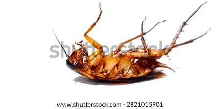 Close-up of dead cockroach lying on back, detailed anatomy with legs, antennae and segmented exoskeleton.