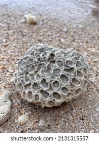 A Closeup Of Dead Coral Reef Found On The Beach.