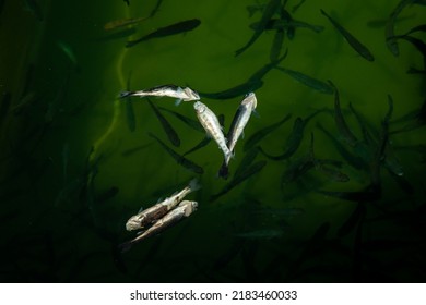 Closeup Of Dead Juvenile Fish Surfaced On Freshwater