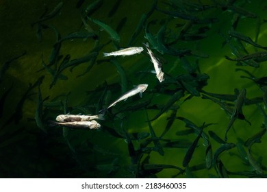 Closeup Of Dead Juvenile Fish Surfaced On Freshwater