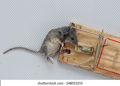 closeup of a dead mouse in a wooden mousetrap on a light background