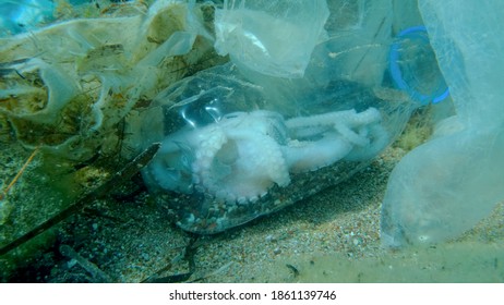 Closeup of the Dead octopus inside plastic bottle on seabed among the plastic and other garbage. Plastic pollution killing marine animals. 