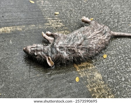 Similar – Image, Stock Photo A dead rat lies on the paved sidewalk amid autumn leaves
