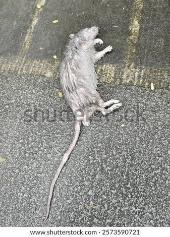 Similar – Image, Stock Photo A dead rat lies on the paved sidewalk amid autumn leaves