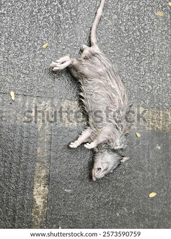 Similar – Image, Stock Photo A dead rat lies on the paved sidewalk amid autumn leaves