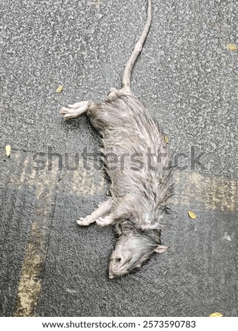 Similar – Image, Stock Photo A dead rat lies on the paved sidewalk amid autumn leaves