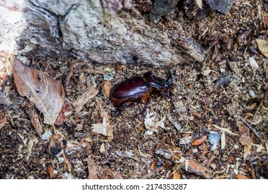 close-up of a dead rhinoceros beetle (Oryctes nasicornis) laying on the ground