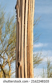 Closeup Of Dead Saguaro Cactus In Sonoran Desert.