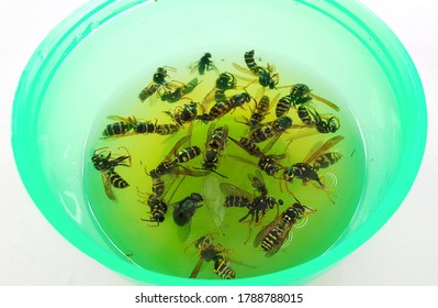 Closeup Of Dead Wasps In Trap With Sweet Sugar Water.