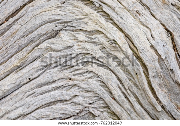 Closeup Dead Wood Trunk Natural Texture Stock Photo 762012049 ...