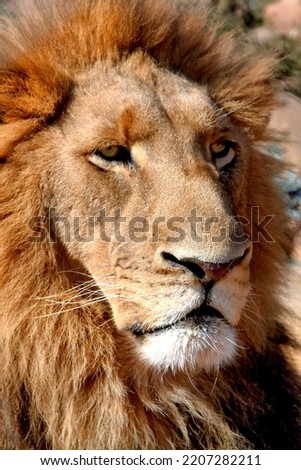 Close-up of the deadly gaze of a large lion with piercing gaze
