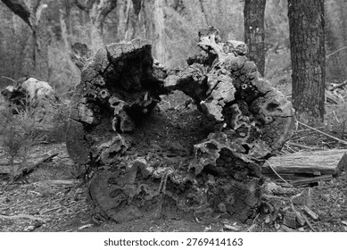 Close-Up Of A Decayed Hollow Tree Log With Textured Rot In A Chilean Forest