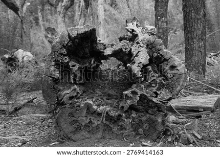 Close-Up Of A Decayed Hollow Tree Log With Textured Rot In A Chilean Forest