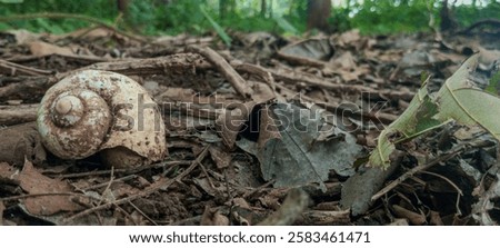 Similar – Image, Stock Photo Dried leaves on earthy ground with two white feathers between them