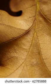 Close-up Of Decaying Autumn Oak Leaf