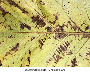 Close-up of a decaying yellow leaf featuring prominent veins and irregular dark brown necrotic spots. 